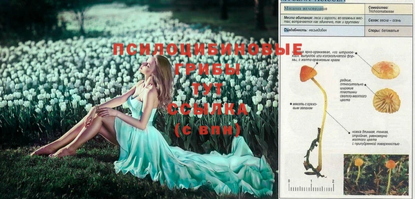 ПСИЛОЦИБИНОВЫЕ ГРИБЫ Ступино